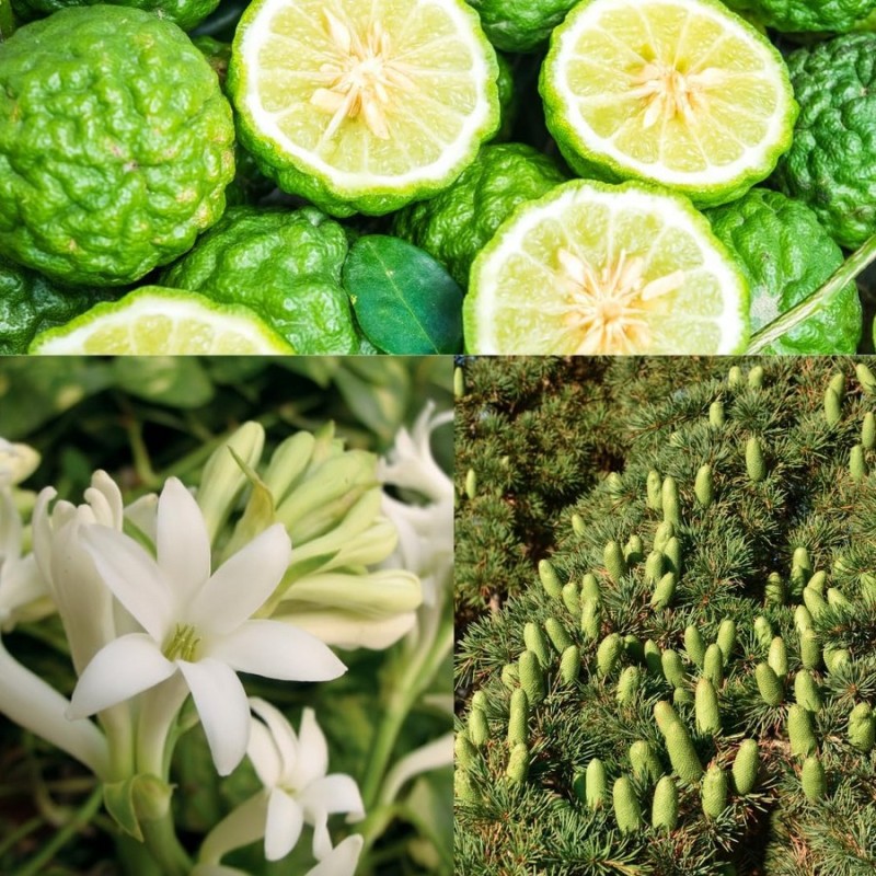 PARFUM D ATTIRANCE "PHEROSTRONG HQ"