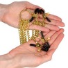 Accessoires 4 PINCES ET CHAINES DOREES A SEINS CLITORIS DE KINK